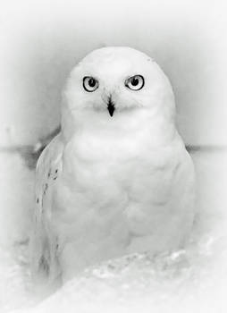 Snowy Owl Portrait