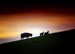 Cumbrian Spring: Sunset Pasture by Coigach