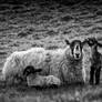 Cumbrian Monochrome