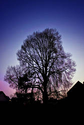 Norfolk Dawn - Winter Tree by Coigach