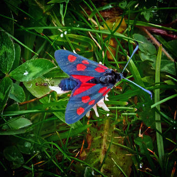 5-Spot Burnet+An Ant by Coigach