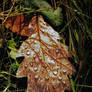 AUTUMN STILL-LIFE: OAK LEAF