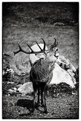 Galloway Stag 2