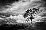 Scots Pine + Scottish Sky by Coigach