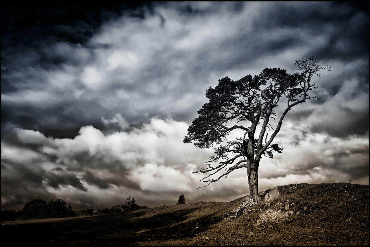 Scots Pine + Scottish Sky: Bi-colour Reprise by Coigach