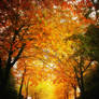 Waterloo Park: Autumn Trees 3