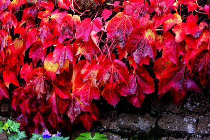 Autumn: Colour Flood 1