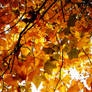 Autumn: Colour Flood 6