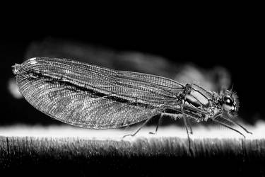 Monochrome Damsel