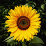 Another Solitary Sunflower