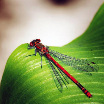 Norfolk Summer - Damselfly