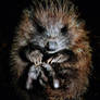 HOGLET (PRINT FILE)