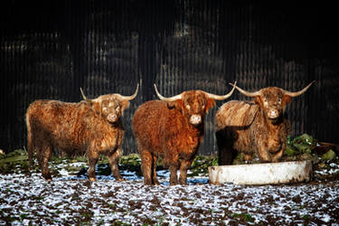 GROUP PORTRAIT: HARD-WINTER HIGHLANDERS