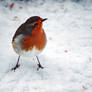 PORTRAIT: ROBIN TO ATTENTION