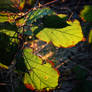 LEAFSCAPE: EDGE OF AUTUMN