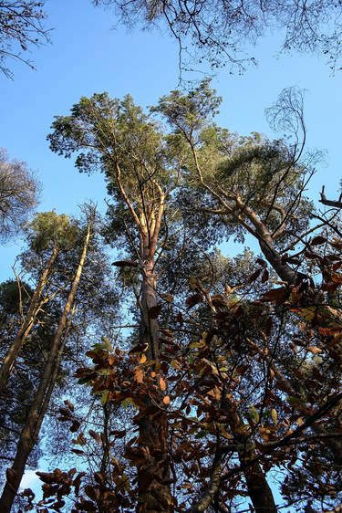 HIGH PINES, BLUE SKIES