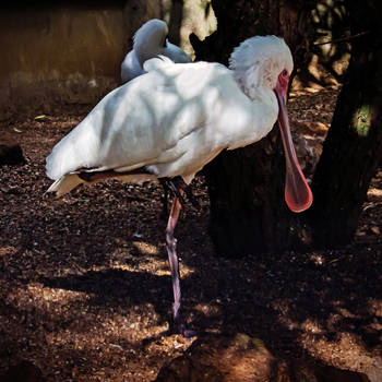 PORTRAIT: SPOONBILL