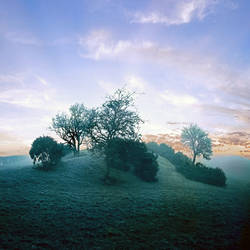 COPSE AT DAWN