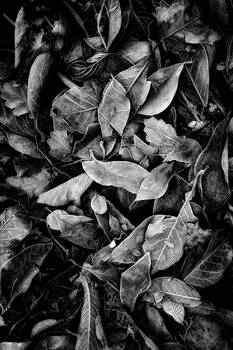 WINTER MONOCHROME: FROST ON MAGNOLIA LEAVES