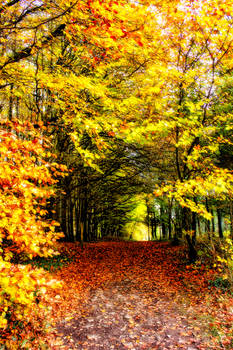 GALLOWAY: AUTUMN PATH