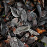 AUTUMNAL: GRAVITY HARVEST