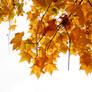 THE UNBEARABLE LIGHTNESS OF BEING AN AUTUMN MAPLE