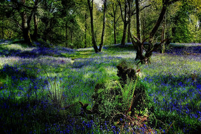 THE BLUEBELLS OF CARSTRAMON WOOD
