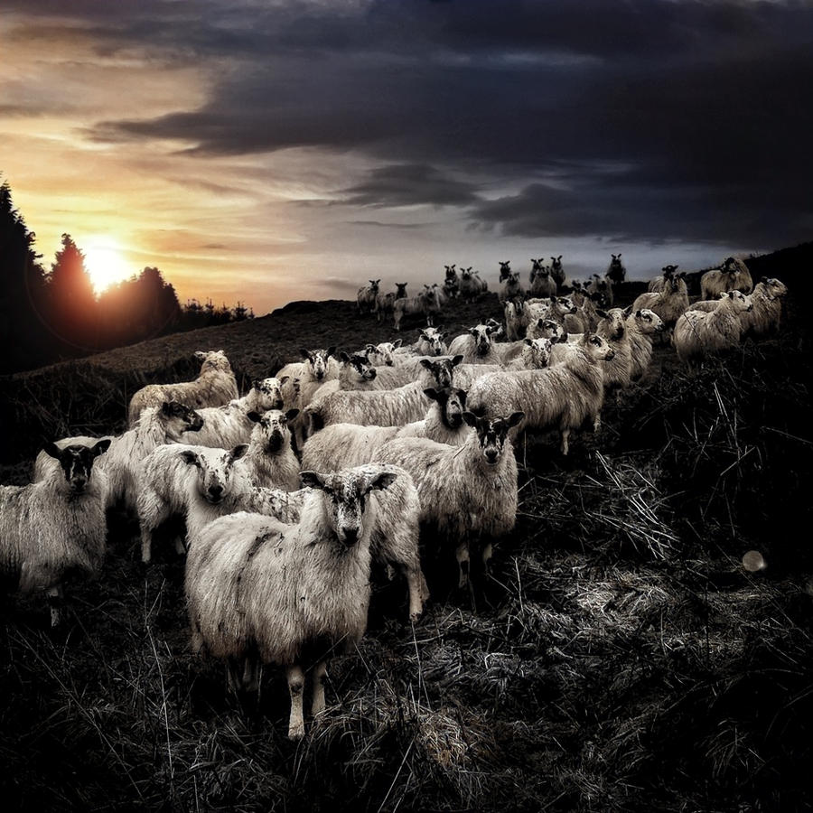 STARING SHEEP