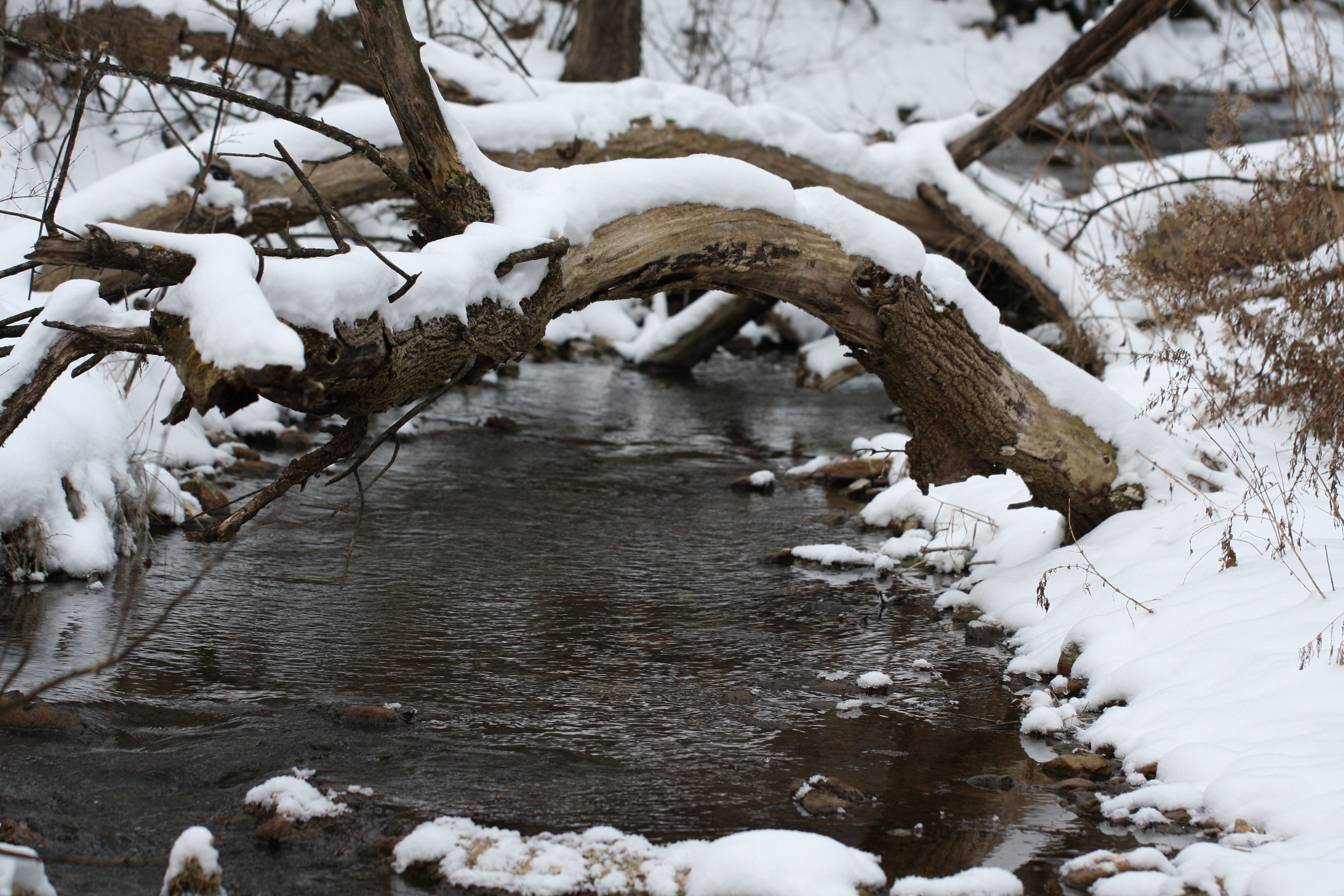 Winter Stream