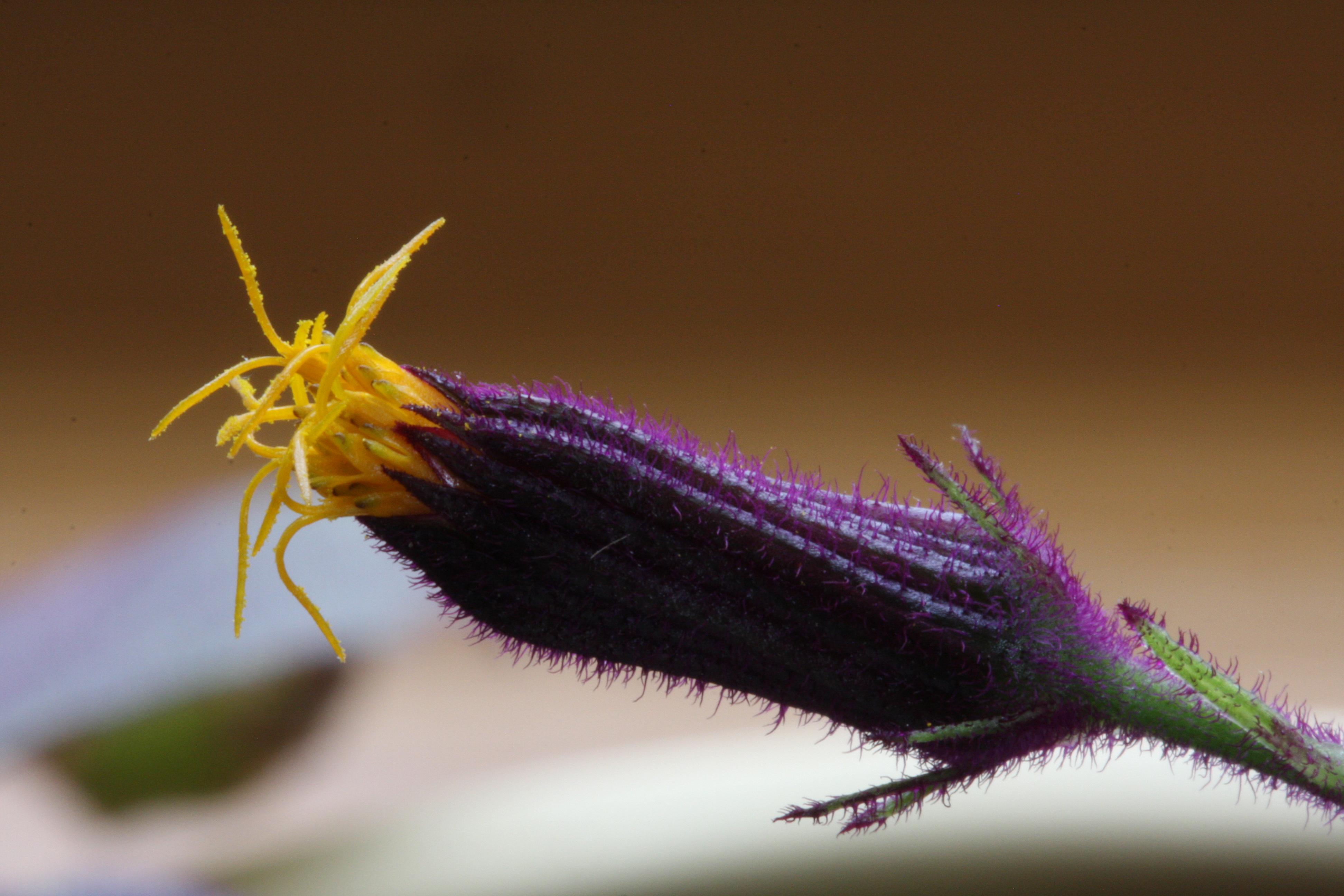 Purple Passion Plant Plumage