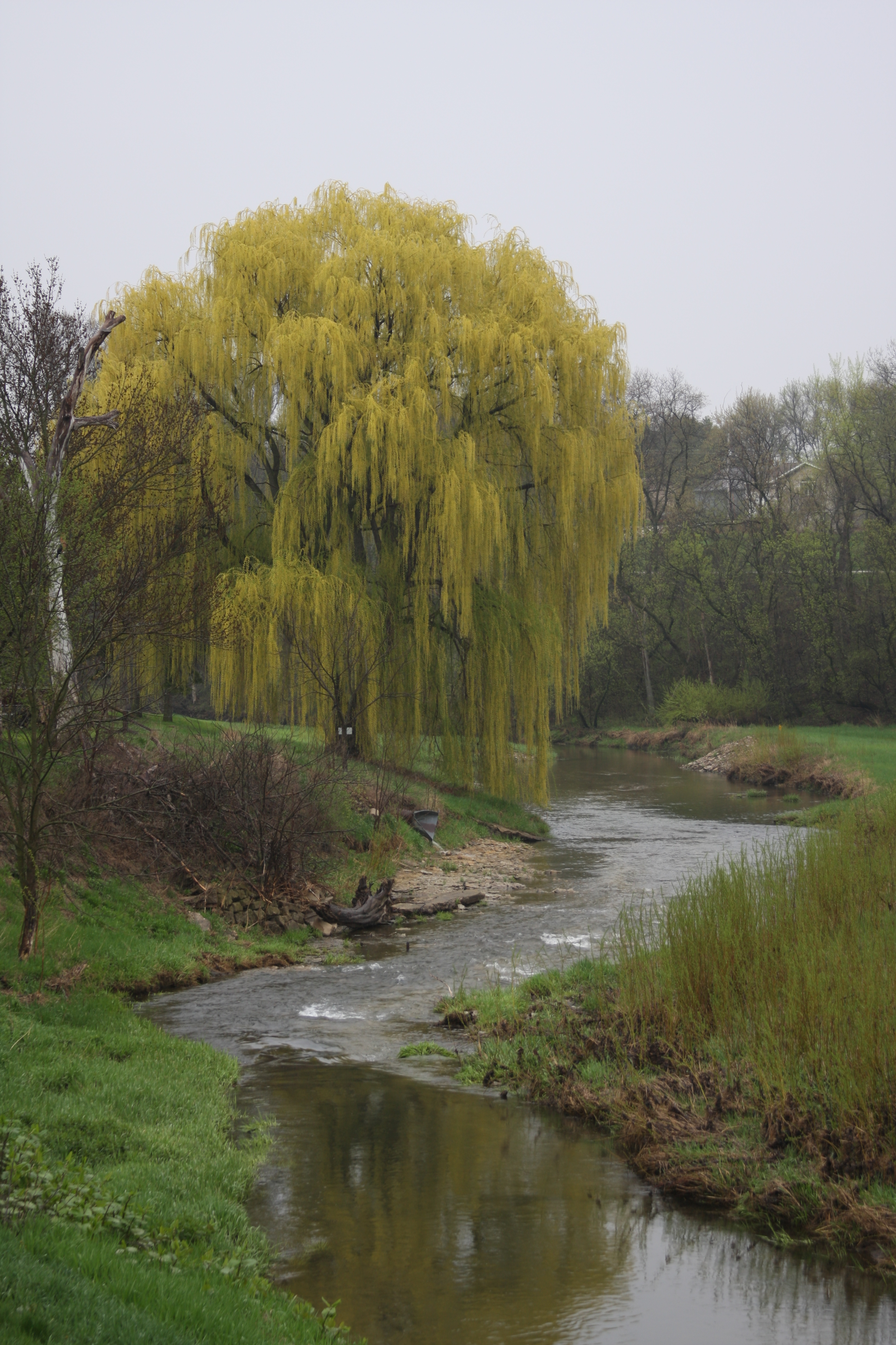 Weeping Willow