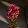 Cactus Flower