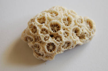 Coral