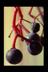 autumn grapes