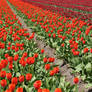 Tulipfield 2