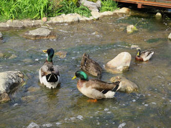 Duck on the Lake