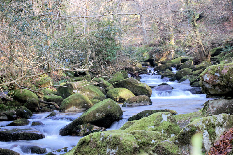 Up Stream from Shaugh Prior