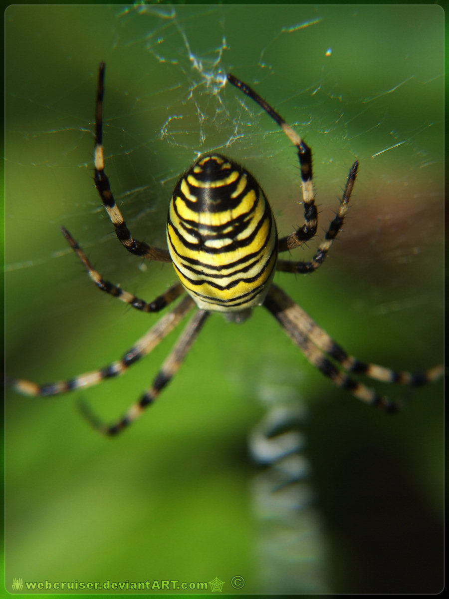 wasp spider II