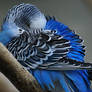 Budgerigar