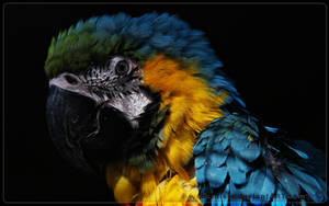 the beautiful macaw