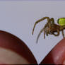 attack o.t. cucu. green spider