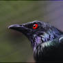 ZOO Berlin Black Bird Red Eyes