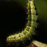 unknown Caterpillar II