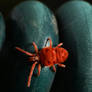 Red Velvet Mite III