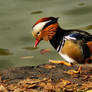 A Mandarins Walk