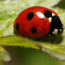 Ladybug widescreen