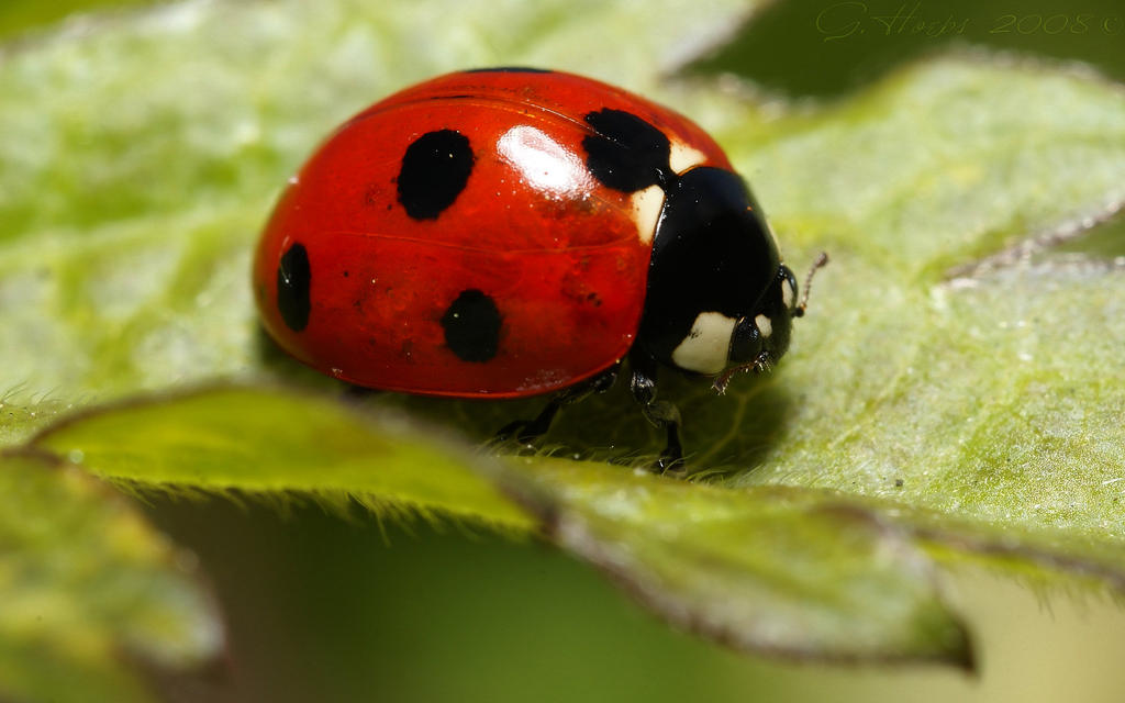 Ladybug widescreen by webcruiser on DeviantArt