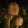 Mini Mushrooms