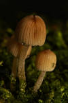 Mini Mushrooms by webcruiser