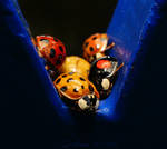 Ladybug Collection by webcruiser